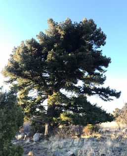 Lessons from a tree